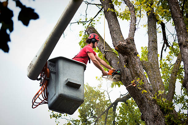 Best Stump Grinding and Removal  in Floresville, TX